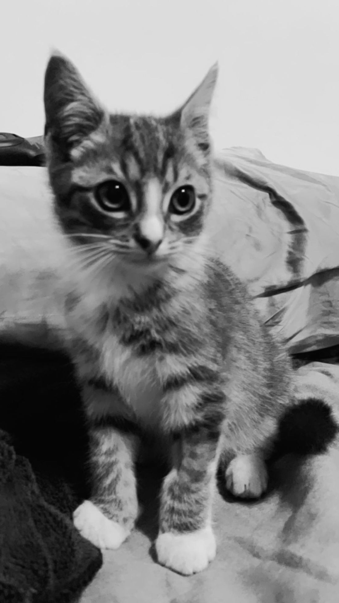 Franklin the kitten in a black and white picture
